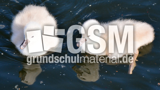 Höckerschwanküken (13).jpg